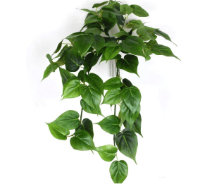 product-philodendron-green-image-with-text-8.png